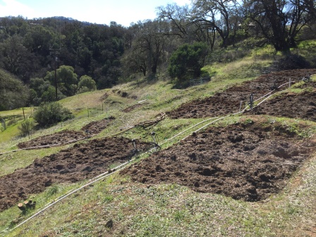 Grow pits terraces A B C 01.JPG